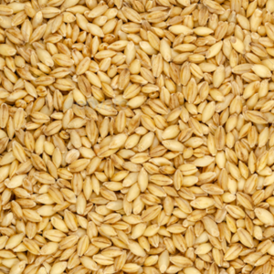 Barley Grains