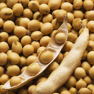 Soybean Seeds